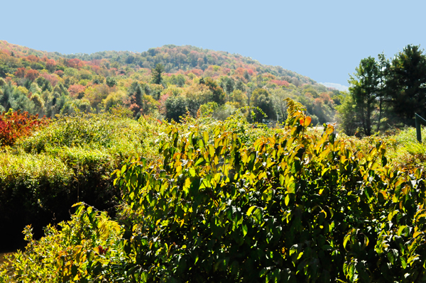 fall colors in Banner Elk